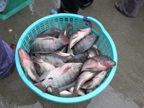 Ben trong cho ca lon nhat Ha thanh hinh anh