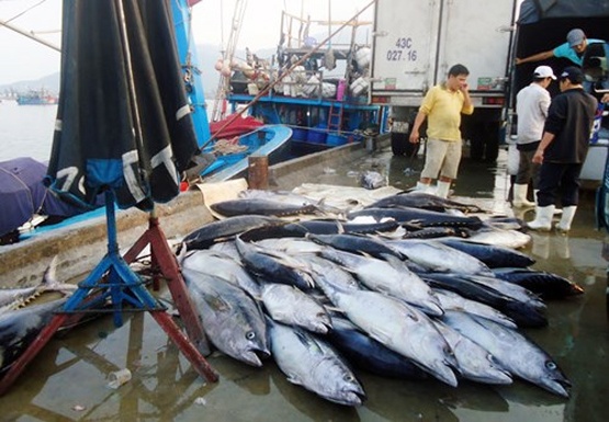 Tau ca Hoang Sa trung dam ca ngu soc dua hinh anh