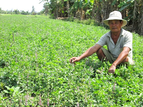 Bo mia trong suong sao, nong dan mien Tay lai trang tay hinh anh