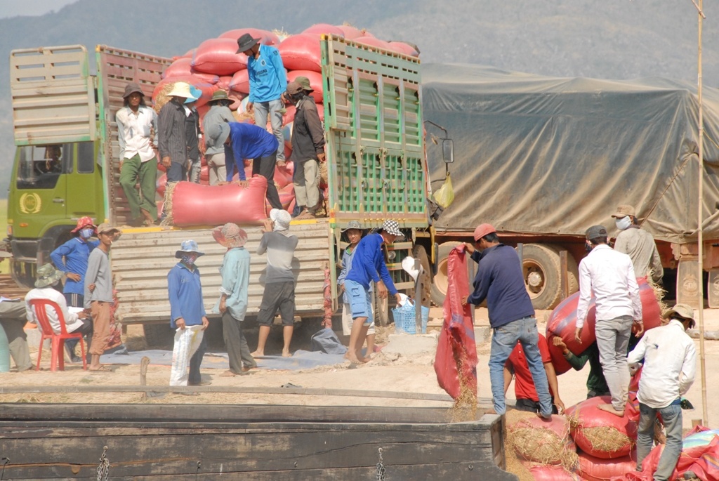 Lua Campuchia do bo vua gao mien Tay moi ngay hinh anh