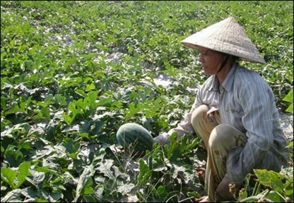 Nguoi trong dua hau thap thom cho thuong lai hinh anh