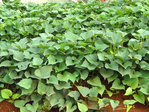 Khong co chuyen thuong lai mua nong san o at hinh anh