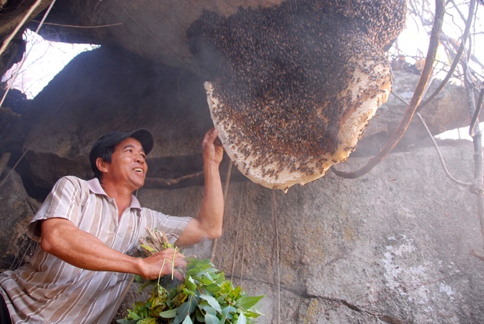 Dan mien Tay san ong rung thu tram trieu moi nam hinh anh