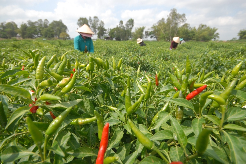 Ca chua, hanh la o mien Tay chi con 500-2.000 dong/kg hinh anh