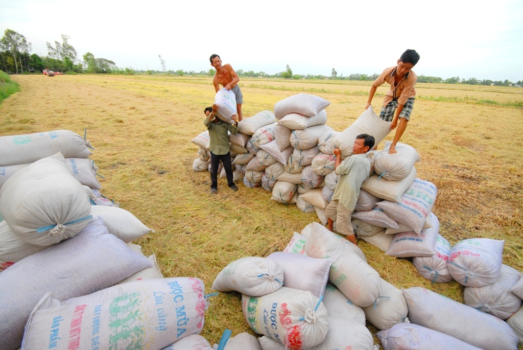 Lua rot gia tung ngay, thuong lai mien Tay bo ruong hinh anh