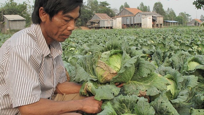 Bap cai gia 500 dong/kg hinh anh