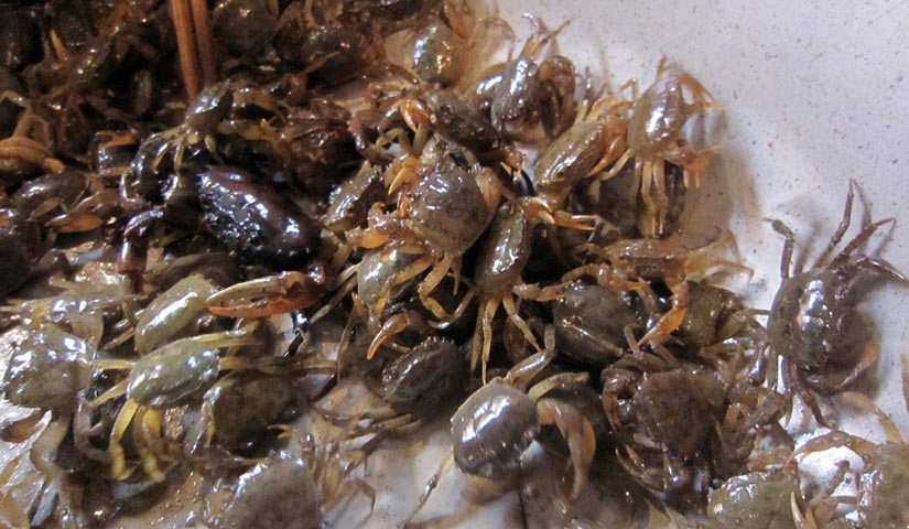 98% thuy san o Ha Noi nhiem kim loai hinh anh