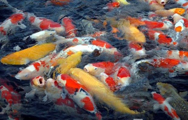 Ngam ho ca chep la gia nghin do giua Sai Gon hinh anh