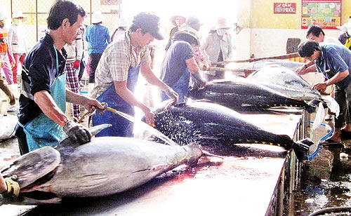 Xay dung thuong hieu ca ngu Phu Yen hinh anh