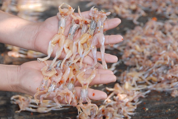 Anh Lê Thanh Dũng, một người chuyên săn nhái, cho biết khô nhái xuất phát đầu tiên từ nước bạn Campuchia đưa sang. Sau đó đến lượt bà con vùng Bảy Núi làm theo. Nhờ khéo tay lại chế biến tinh tế nên không bao lâu khô nhái miệt này trở thành món ngon nổi tiếng ở miền Tây.