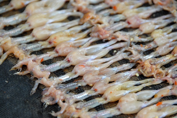 Hiện nay, tại ấp Vĩnh Hạ, xã Vịnh Trung, huyện Tịnh Biên có khoảng 50 người sống bằng nghề soi nhái để cung cấp nhái thịt cho 5 cơ sở sản xuất khô.