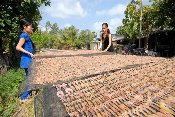 Khô nhái phơi dưới ánh nắng khoảng 8-9 tiếng là có thể bán.