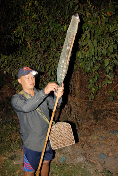 Trong đêm tối hun hút, người soi phải thật nhanh tay, lẹ mắt, thường xuyên căng mắt, theo dõi cử động của từng con trước khi chụp.