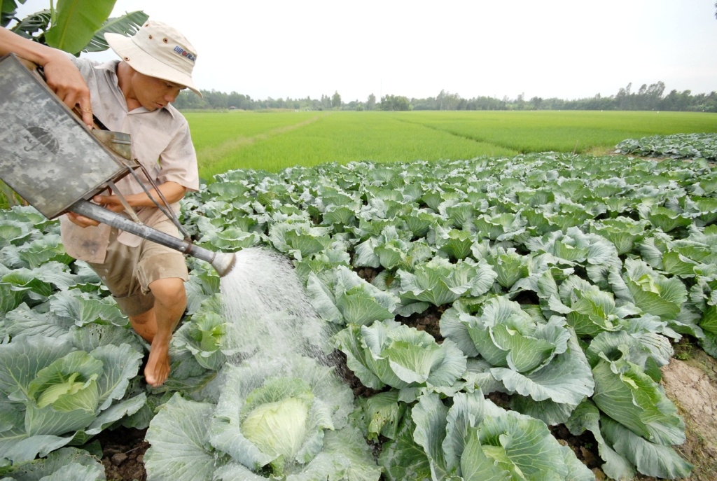 Nông dân trồng báp cải, thông thường đầu tư 2-2,5 triệu đồng cho 1 công bắp cải.