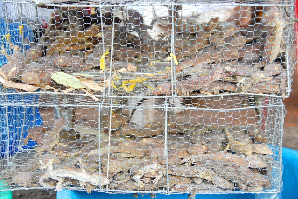 Hàng chục con tắc kè nằm trong lòng lưới để chờ khách đến mua, với giá bán từ 40.000 -50.000 đồng/kg.