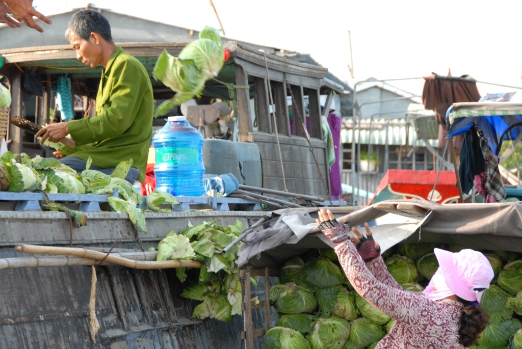 Huyện Thanh Bình - Đồng Tháp nơi có diện tích trồng bắp cải lớn nhất tỉnh đã xảy ra tình trạng đổ bỏ bắp cải xuống sông. Ông Phan Công Chính - Giám đốc Hợp tác xã nông nghiệp Tân Bình (xã Tân Bình, huyện Thanh Bình), lý giải: “Do nông dân trồng tự phát, không theo khuyến cáo của ngành chức năng, tự ai nấy trồng phỏng đoán theo thời giá nông sản và mùa vụ. Giá bắp cải hiện nay rất thấp, có nơi trong xã không người mua rồi bỏ lại trên đồng ruộng”.