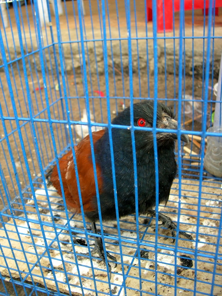 Còn loại chim bìm bịp cũng được bắt bán ở chợ này với giá 200.000 -300.000 đồng/con, nhưng lâu lâu mới có.