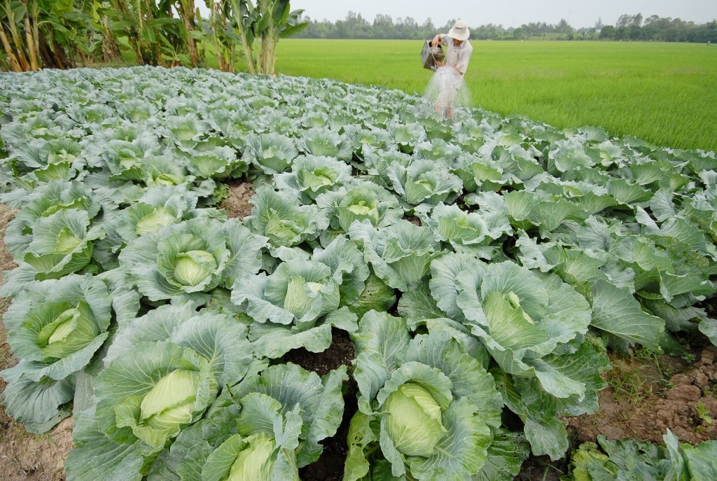 Thông thường bắp cải trồng hơn 2 tháng thu hoạch.