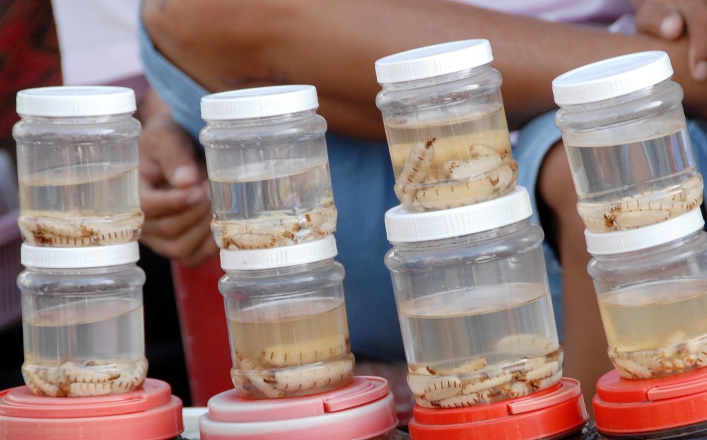 Chị L. một người bán côn trùn chuyên nghiệp cho biết: giá mối chúa còn sống từ 10.000-15.000 đồng/con. Còn mối chúa được ngâm rượu trong keo (khoảng 10) bán giá 50.000 đồng/keo.