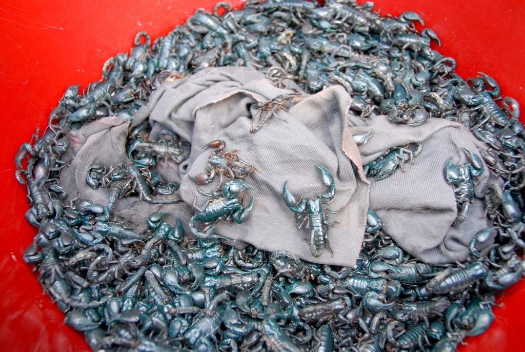 Cho con trung doc noi bien gioi hinh anh