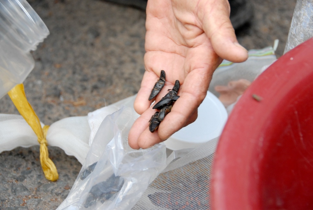 Đối với bửa củi sống giá bán tại chợ “côn trùng” từ 1.500 -2.000 đồng/con