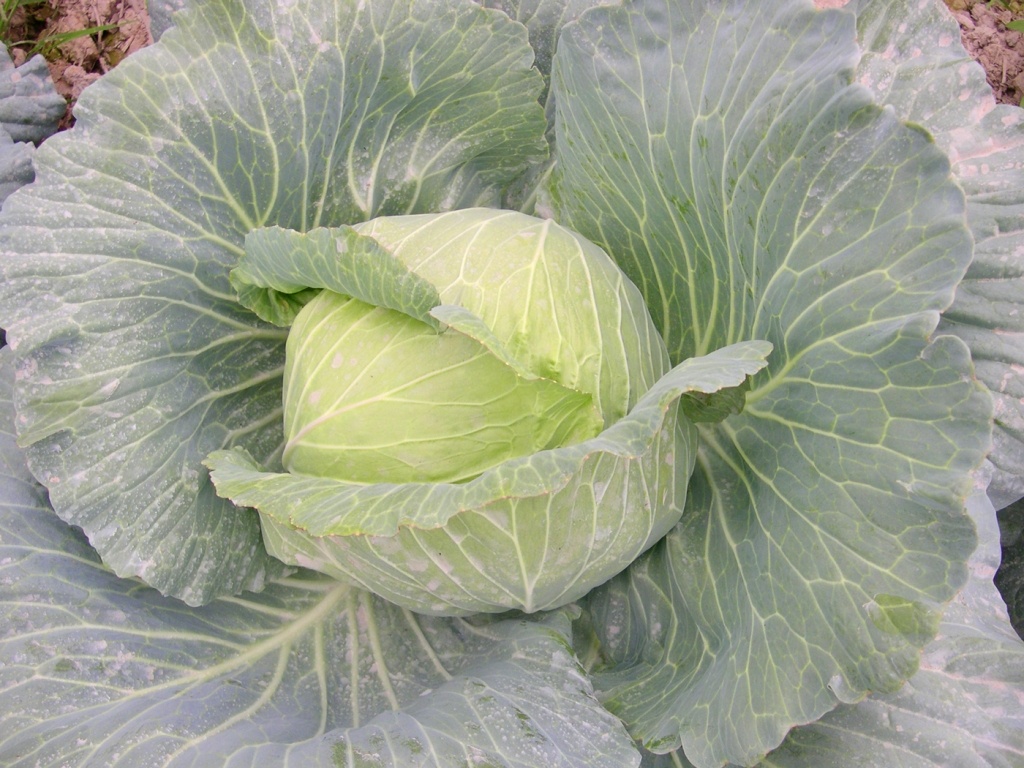 Bình quân 1ha bắp cải nông dân trồng đạt thu từ  20 - 25 tấn/ha tùy giống và mùa vụ. Được biết giá bắp cải trước tết nằm ở mức từ 4.500 -5.000 đ/kg nông có lời. Nhưng sau tết giá liên tục giảm mạnh, khiến nhiều nông dân thất vọng.