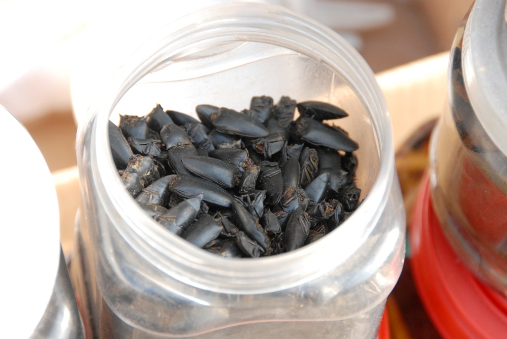 …Còn bửa củi chết được phơi khô bán giá rẻ hơn khoảng 1.000 đồng/con