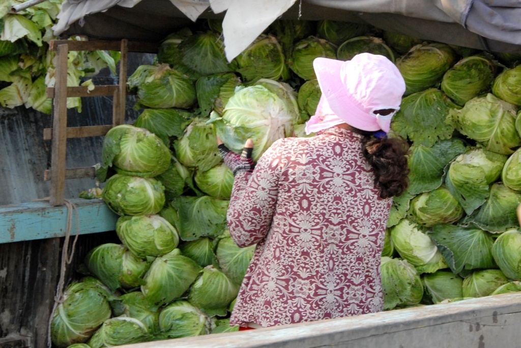 Chị Nguyễn Thị Lê, nông dân ở xã Nhơn Ái, huyện Phong Điền – TP. Cần Thơ, bức xúc nói: “Kể từ hơn 10 năm trở lại đây, chưa có năm nào như năm nay, giá bắp cải xuống giá thảm hại như vậy, trong khi đó giá đầu vào như phân bón và thuốc Bảo vệ thực vật đều tăng.