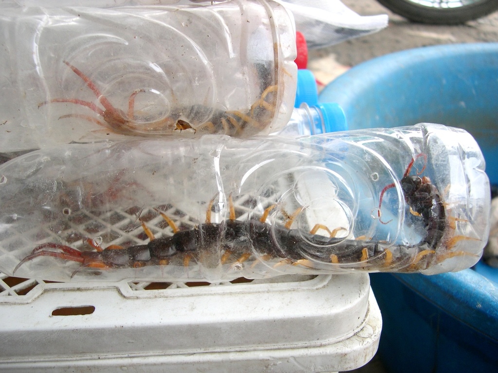 Rết loại hiếm hơn, theo một tiểu thương ở đây cho biết: Bình quân mỗi ngày chợ này có khoảng 10 con trở lại, vì loài này ở vùng Bảy Núi không còn nhiều. Nhưng đa phần rết được mua từ Campuchia về bán lại cho khách. Hiện giá từ 30.000 -40.000 đồng/con.