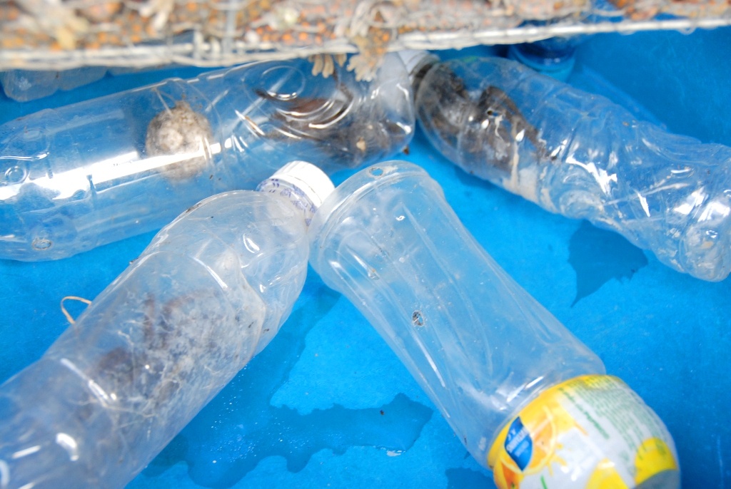 Loài nhện hùm cũng được bán với giá 30.000 -35.000 đồng/con tùy theo lớn nhỏ.