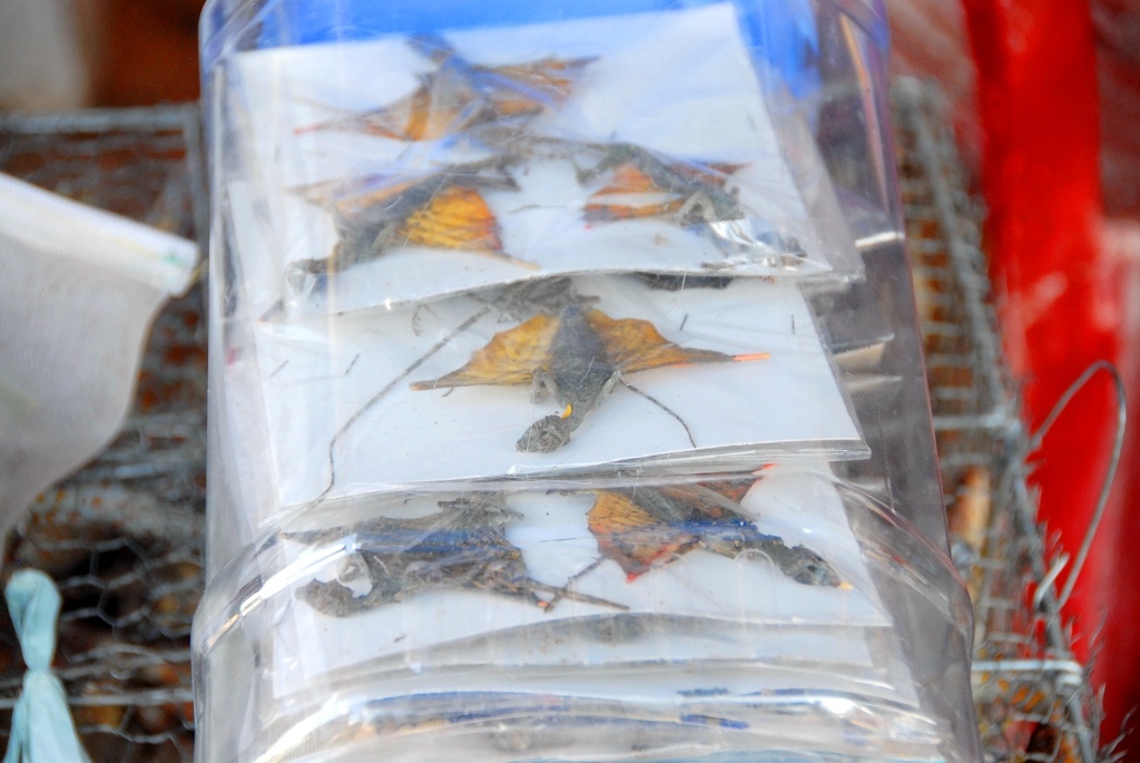 Tắc kè bay, loài xuất hiện nhiều ở vùng Bảy Núi trước đây. Nhưng mấy năm gần đây do việc săn bắt tận diệt, nên số lượng loài này giảm đáng kể. Tắc kè bay được phơi khô, đóng gói trong túi nilong được bài bán rất nhiều ở khu chợ Tịnh Biên với giá cực rẻ 10.000 -15.000 đồng/con.