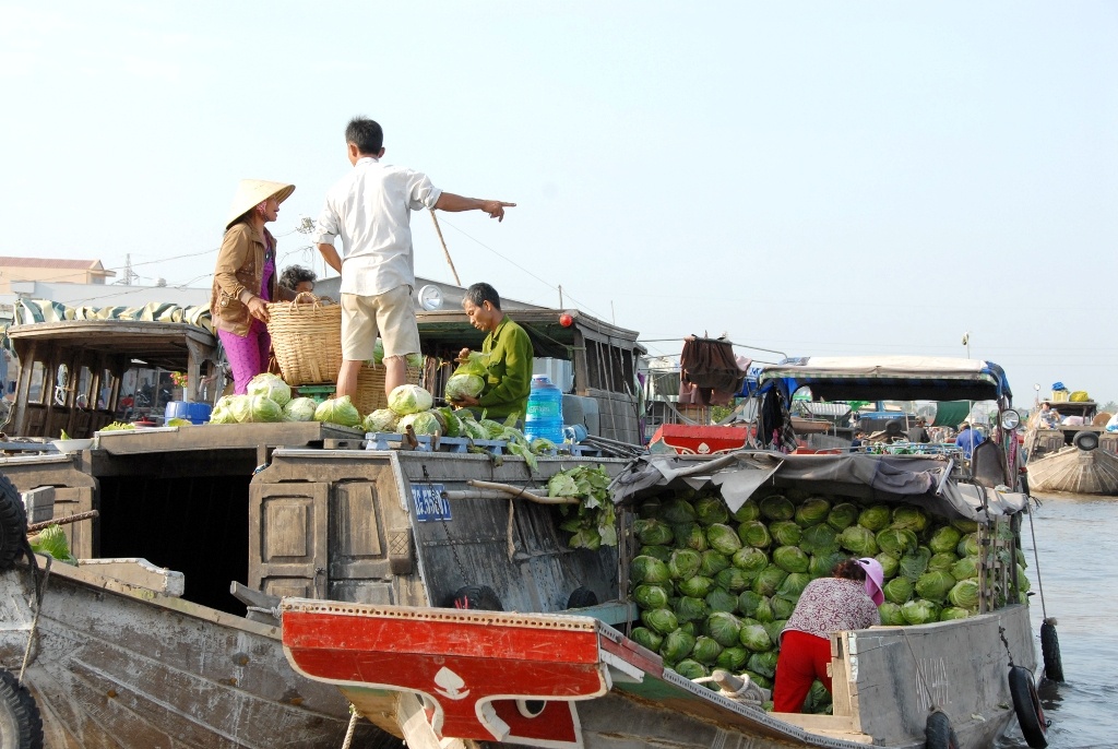 Thương lái nếu có mua bắp cải phải lựa những bắp tốt mới mua, còn bắp xấu kêu trở về cho bò hoặc heo ăn.