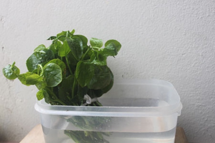 Bó rau mồng tơi được bỏ vào ca nước trước khi pha với thuốc chỉ dài khoảng 20cm