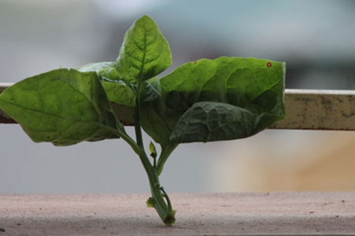 ột ngọn cây trước khi tưới dung dịch kích thích.