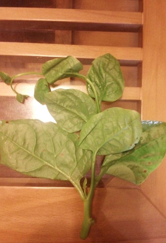 Và, sau đó gần 5 giờ đồng hồ khi đã được ngâm trong dung dịch vươn cành.