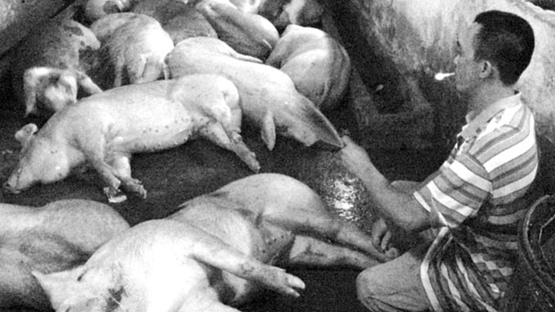 Bom nuoc gia suc truoc khi giet mo hinh anh