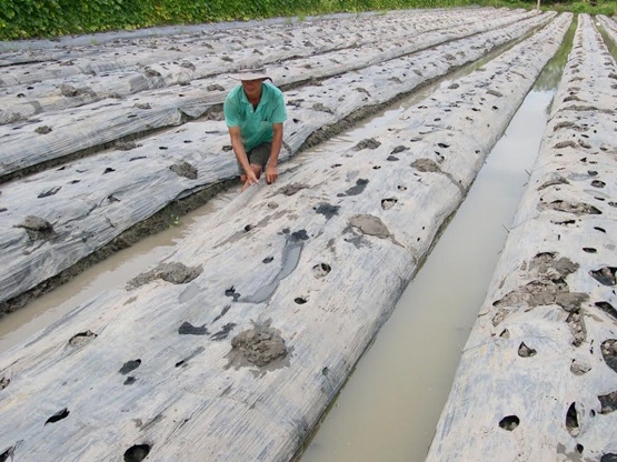 Thông thường nông dân trồng dưa hấu phải đào lếp trải bạc nilong, kỹ thuật trồng này mang lại hiệu quả cao. Nhưng bình quân đầu tư chi phí ở khoản này đã gần 2 triệu đồng/công dưa.