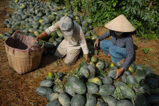 Vụ dưa này đối với nông dân miền Tây là mùa thất bác lớn nhất từ trước đến nay.