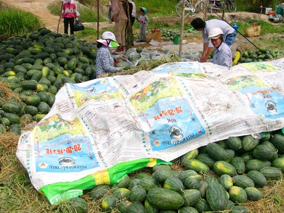 Thương lái vào tận vườn lựa mua dưa trái đẹp còn dưa dạt bỏ lại nông dân bán cho gà vịt hoặc nuôi cá ăn với giá 300 - 500 đồng/kg.
