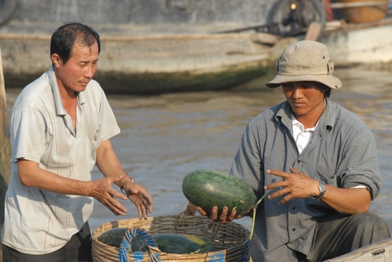 Thương lái mua dưa hấu chọn từng trái, trái đẹp mua giá 1.600 - 1.800 đồng/kg.