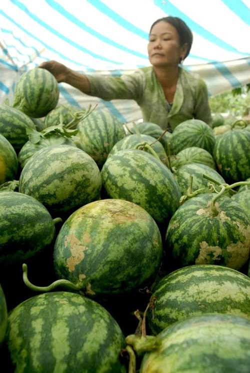 Ông Nguyễn Tấn Thường, Phó chủ tịch UBND xã Phú Cường, huyện Cai Lậy - Tiền Giang, cho biết: ở vùng đất này nông dân trồng 2 vụ dưa 1 vụ lúa. Nhưng vụ dưa xuân hè này đang bước vào đợt thu hoạch rộ, toàn xã có hơn 100 hộ trồng dưa hấu với diện tích 150 ha, giá dưa đang giảm mạnh, khiến nông dân lỗ từ 2-3 triệu đồng/công.