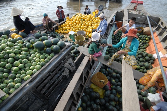 Trước tình trạng giá dưa xuống thấp, nông dân nào thuê đất lúa trồng dưa càng lỗ nặng hơn khoảng 5 - 6 triệu đồng/công/vụ. 