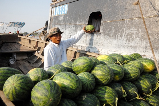 Theo ông Thường giá dưa giảm giá lần này do không xuất khẩu sang Trung Quốc được nhiều, chỉ bán nội địa ở các tỉnh ĐBSCL.