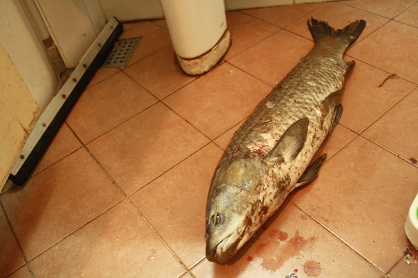 Những con cá trắm sạch đánh bắt từ hồ Tây được bán với giá hàng nửa triệu đồng. Ảnh: An An.