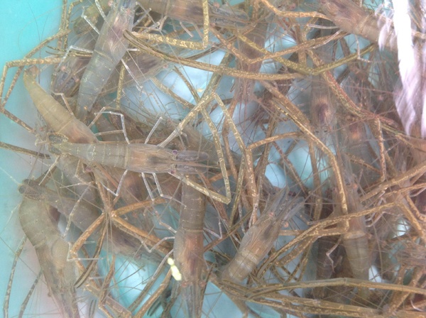 Tôm càng hồ Tây được nhiều người chọn mua vì tươi ngon và không có hóa chất. Ảnh: An An.