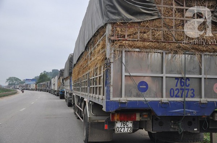 10 ngày nay, đoàn xe chở dưa nối đuôi nhau dài hơn 30km vẫn phải nhích từng mét để chờ qua cửa khẩu.