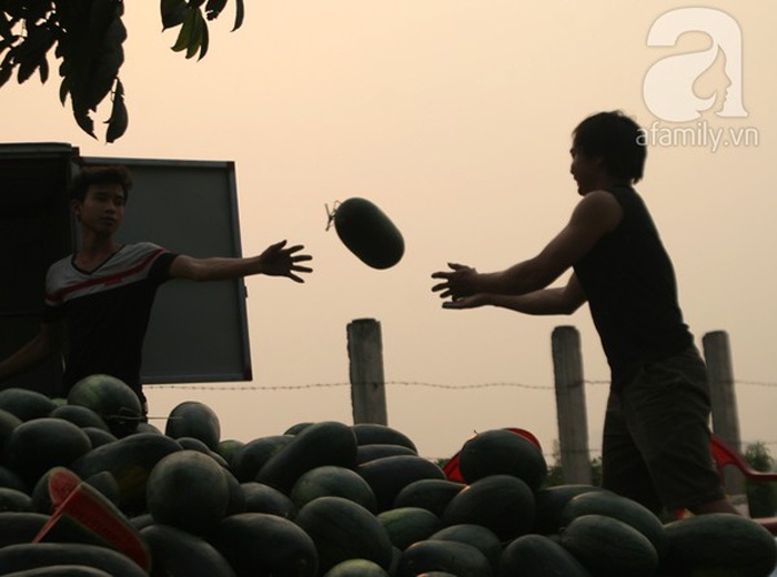 Cũng theo tiết lộ của nhiều thương lái thì hầu hết đây là dưa mang từ Lạng Sơn bị 