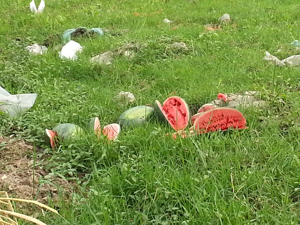 Dua hau dap ban gia 10.000 dong/kg o Ha Noi hinh anh