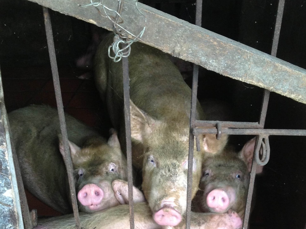 Lon nuoi nuoc gao, cua lam lem bun hut khach thanh pho hinh anh