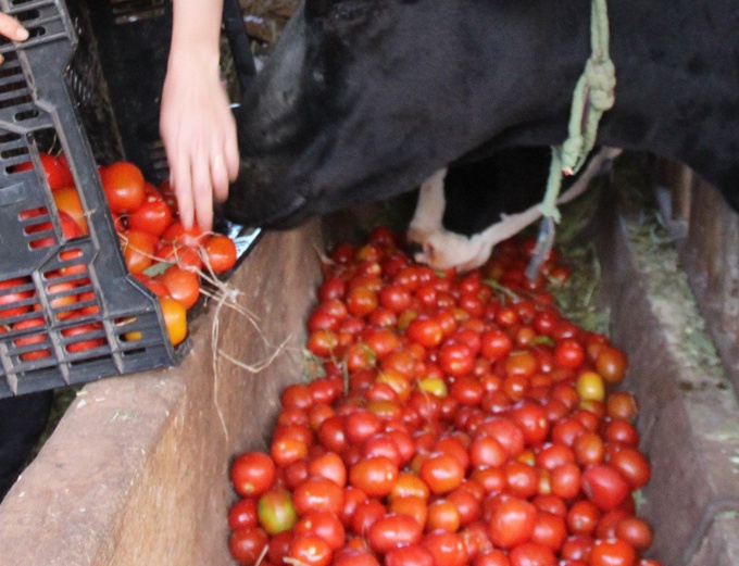 Từ tháng 2 đến nay, nhiều người trồng cà chua tại Đơn Dương, Đức Trọng (Lâm Đồng) triền miên thua lỗ .
